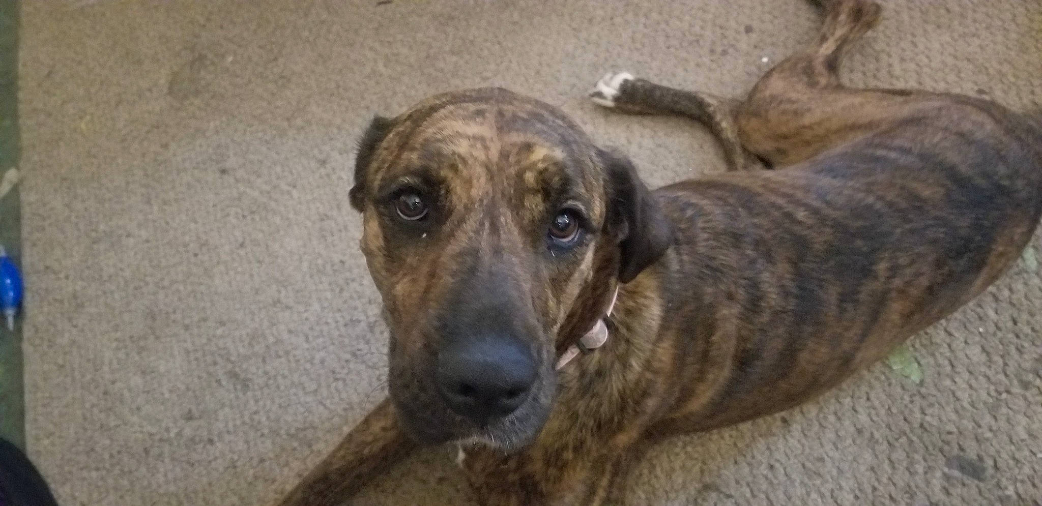 Abby joined the competition — help win amazing prizes! ancient_dog_breeds, canidae, carnivore, cimarron_uruguayo, companion_dog, dog, dog_breed, dogo_sardesco, fawn, guard_dog, non_sporting_group, plott_hound, snout, sporting_group, terrestrial_animal, treeing_tennessee_brindle, whiskers, working_dog