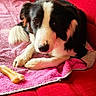 animal, black_and_white, bone, border_collie, canine, close_up, comfort, couch, dog, fur, home, indoor, laying_down, pet, pink_towel, portrait, red_couch, relaxation, resting, screen_screenshot