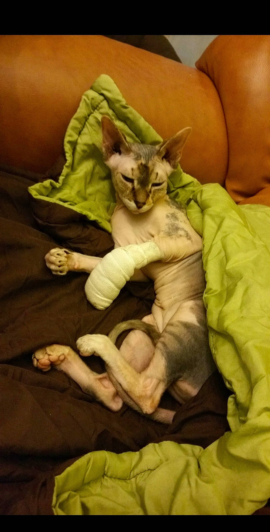 Daisy participe au concours pour gagner de l'argent avec cette photo : bed, bedding, carnivore, cat, claw, comfort, domestic_short_haired_cat, fawn, felidae, fur, linens, nap, paw, small_to_medium_sized_cats, tail, terrestrial_animal, textile, visual_arts, whiskers