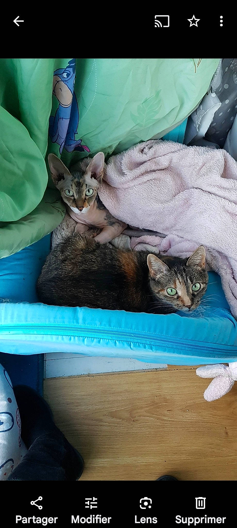 Lilie participe au concours pour gagner de l'argent avec cette photo : bag, blue, carnivore, cat, cat_supply, comfort, domestic_short_haired_cat, fawn, felidae, fur, green, lap, linens, nap, small_to_medium_sized_cats, tail, textile, whiskers, window, wood