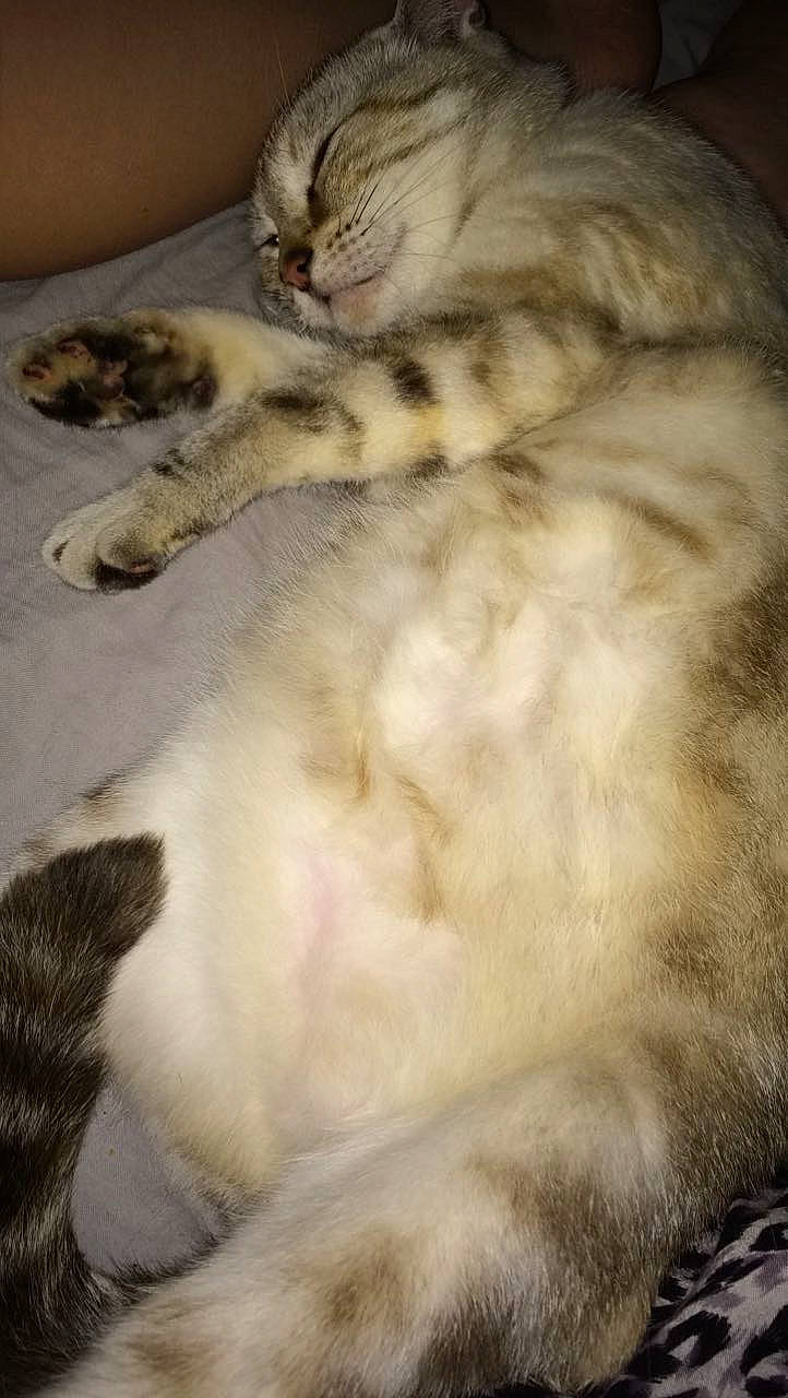 Blanche participe au concours pour gagner de l'argent avec cette photo : carnivore, cat, claw, comfort, domestic_short_haired_cat, felidae, fur, paw, small_to_medium_sized_cats, tail, terrestrial_animal, whiskers