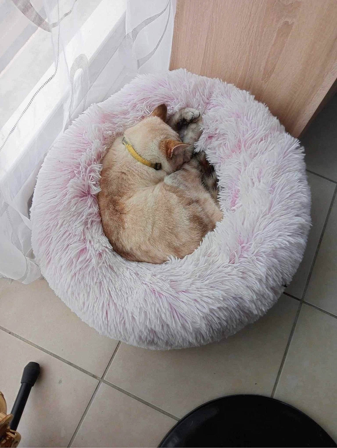 Blanche participe au concours pour gagner de l'argent avec cette photo : canidae, carnivore, cat, cat_bed, cat_supply, comfort, companion_dog, dog_breed, fawn, felidae, flooring, fur, kitchen_utensil, linens, nap, pet_supply, small_to_medium_sized_cats, sporting_group, tail, whiskers