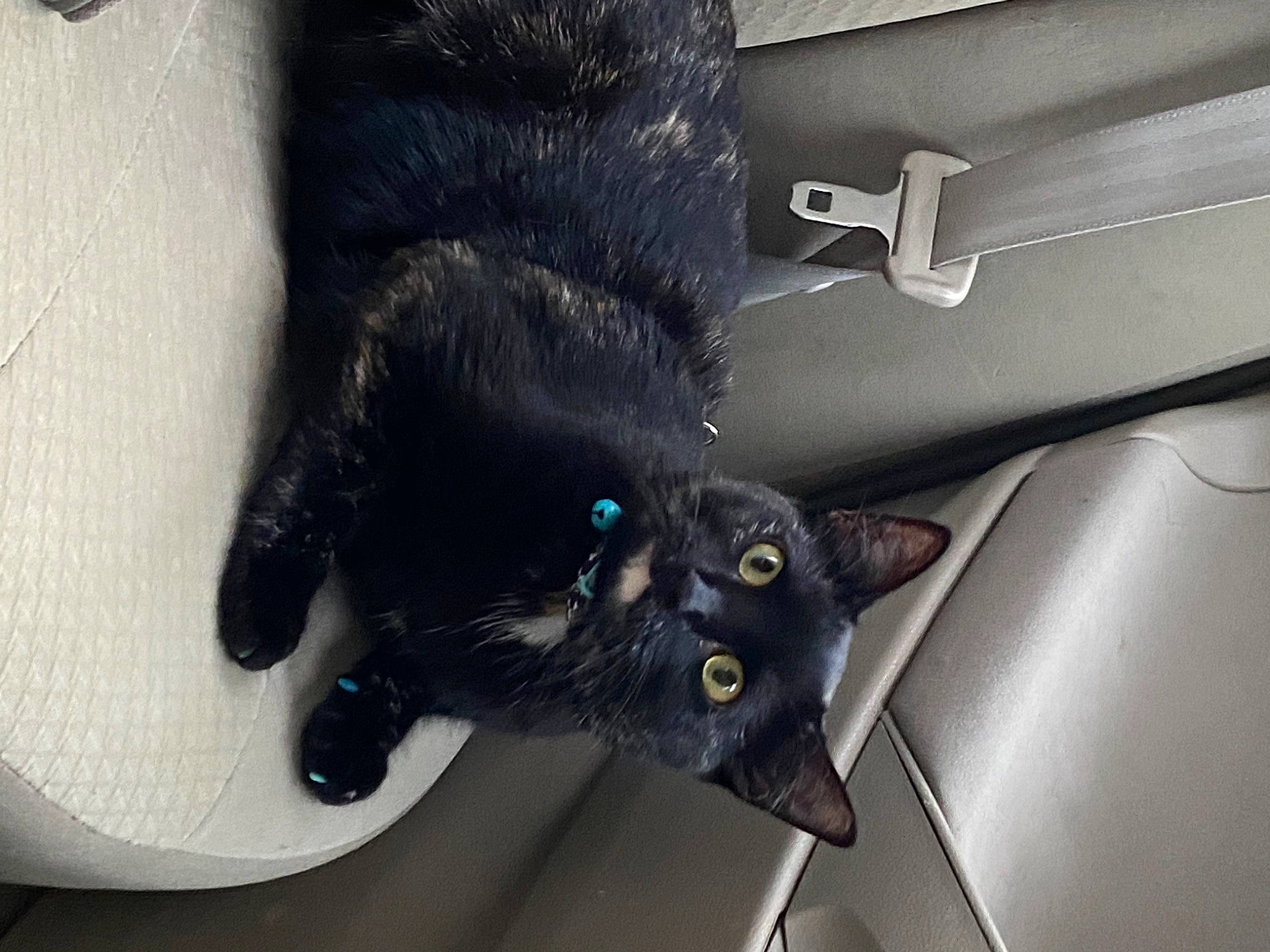 Kala is registered to the contest to win money with this photo: auto_part, automotive_design, automotive_exterior, black_cat, carnivore, cat, claw, domestic_short_haired_cat, felidae, fur, gesture, hood, mammal, small_to_medium_sized_cats, snout, tail, vehicle, vehicle_door, vertebrate, whiskers