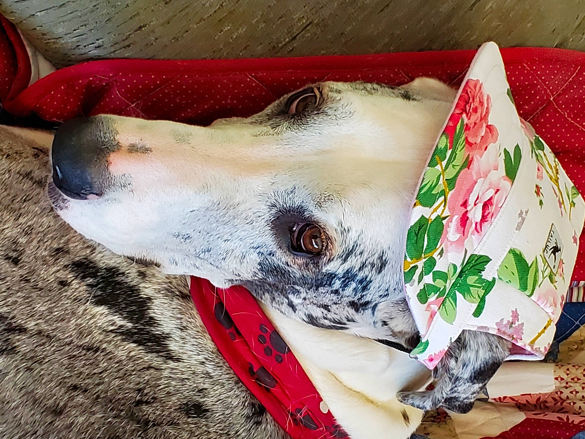 Lytle Bit is registered to the contest to win money with this photo: art, bedding, blanket, canidae, carmine, comfort, companion_dog, cushion, dog_breed, fashion_accessory, fur, home_accessories, human_leg, linens, magenta, pattern, pillow, throw_pillow, visual_arts, working_animal