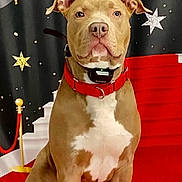 Samson is registered to the contest to win money with this photo: dog, brown_dog, white_chest, red_collar, pet, animal, portrait, red_carpet, stars, background, decor, indoor, canine, facing_camera, sitting, alert, ears_up, close_up, cute, domestic_animal