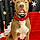 Samson