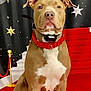 dog, brown_dog, white_chest, red_collar, pet, animal, portrait, red_carpet, stars, background, decor, indoor, canine, facing_camera, sitting, alert, ears_up, close_up, cute, domestic_animal