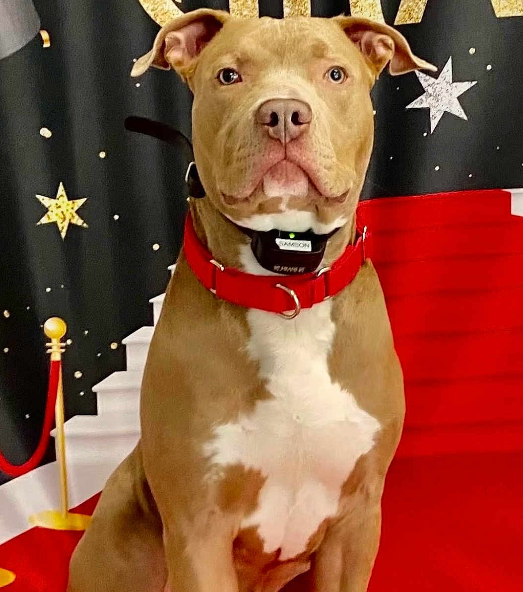Samson is registered to the contest to win money with this photo: dog, brown_dog, white_chest, red_collar, pet, animal, portrait, red_carpet, stars, background, decor, indoor, canine, facing_camera, sitting, alert, ears_up, close_up, cute, domestic_animal