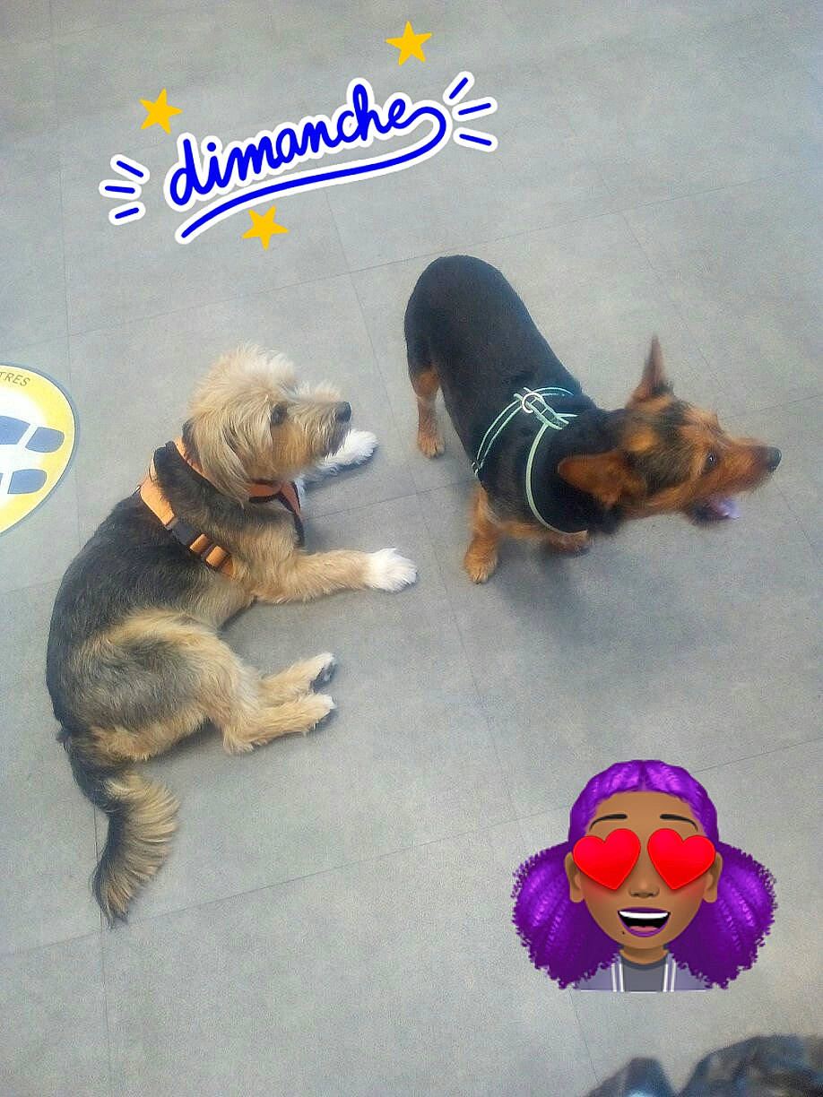 Garfield participe au concours pour gagner de l'argent avec cette photo : canidae, carnivore, companion_dog, dog, dog_breed, dog_clothes, dog_supply, dog_toy, german_shepherd_dog, paw, puppy, tail