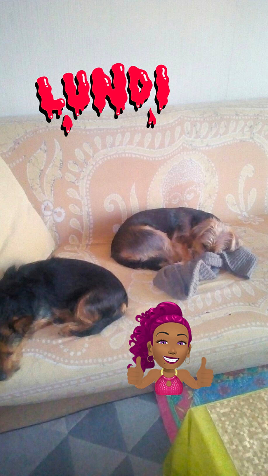 Garfield a rejoint le concours — aidez-le/la à gagner de superbes lots ! canidae, carnivore, companion_dog, dog, dog_breed, puppy, tail