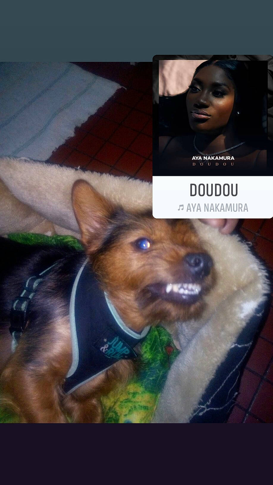 Garfield a rejoint le concours — aidez-le/la à gagner de superbes lots ! australian_kelpie, canidae, carnivore, companion_dog, dog, dog_breed, ear, miniature_pinscher, photo_caption, snout, working_dog