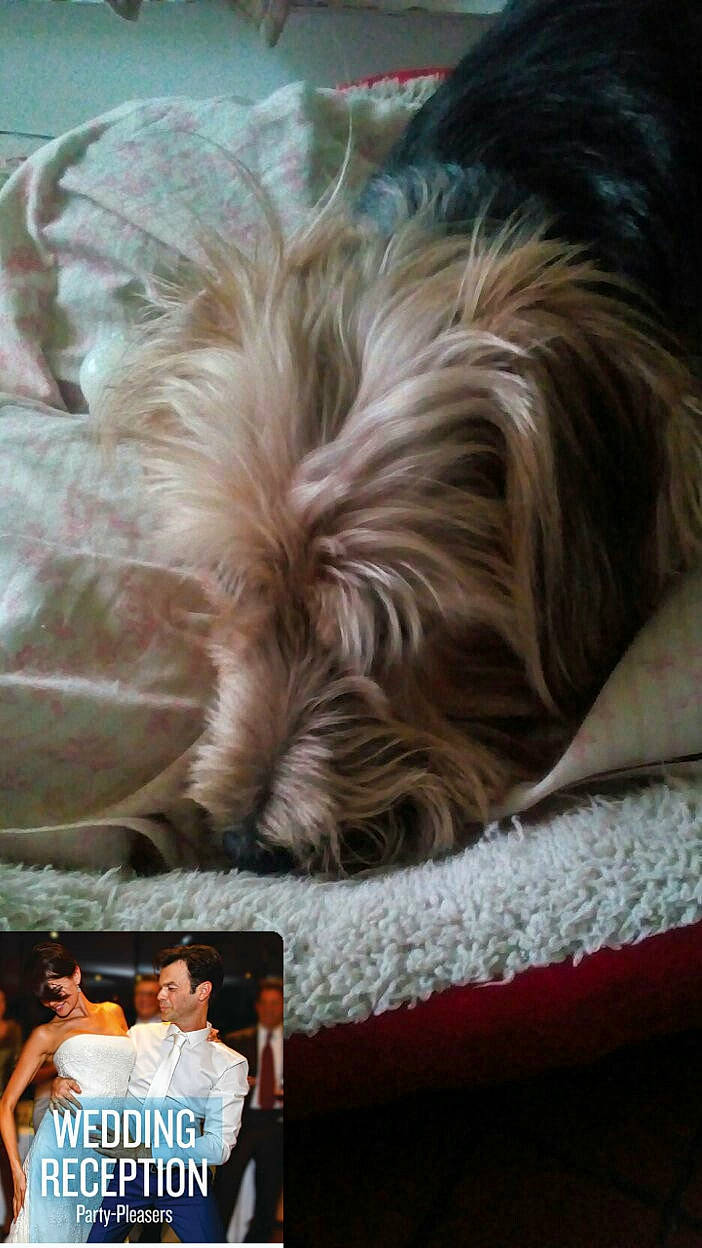 Guizmo participe au concours pour gagner de l'argent avec cette photo : bolonka, canidae, carnivore, companion_dog, dog, dog_breed, lhasa_apso, liver, nap, puppy, rare_breed_dog, shih_tzu, small_terrier, terrier, tibetan_terrier, toy_dog, yorkshire_terrier