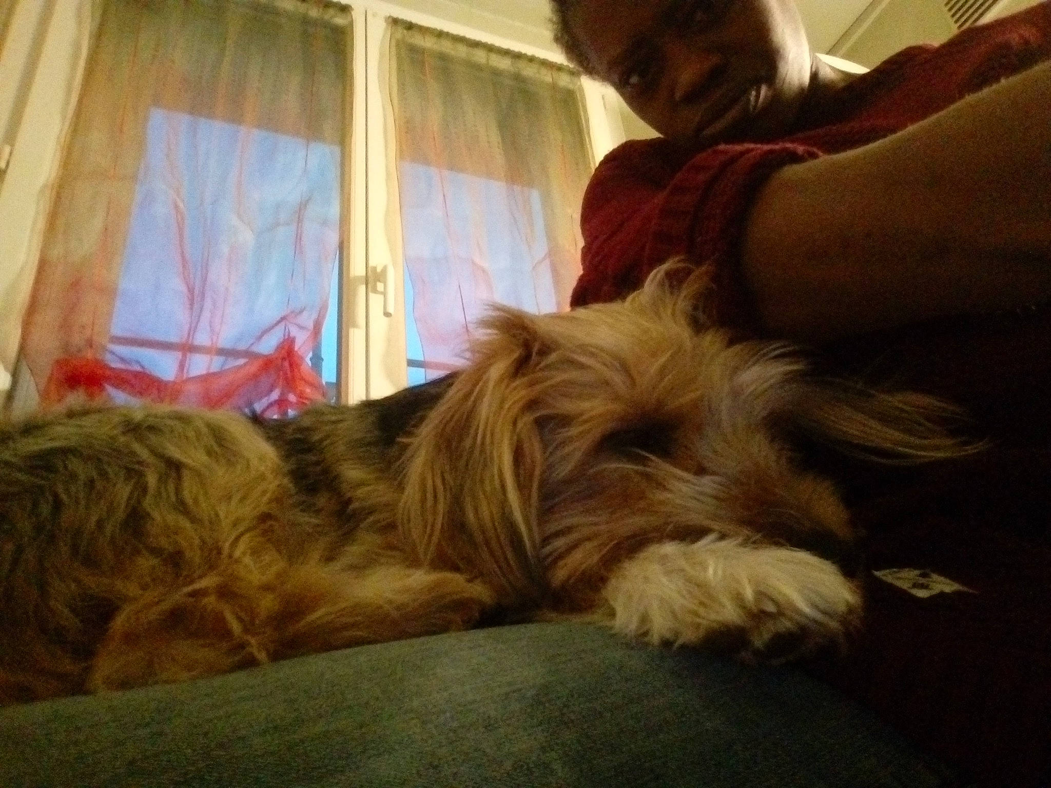 Guizmo a rejoint le concours — aidez-le/la à gagner de superbes lots ! australian_terrier, cairn_terrier, canidae, carnivore, companion_dog, dog, dog_breed, ear, interaction, irish_soft_coated_wheaten_terrier, mammal, nap, puppy, puppy_love, small_terrier, terrier, tibetan_terrier, toy_dog, west_highland_white_terrier, yorkshire_terrier