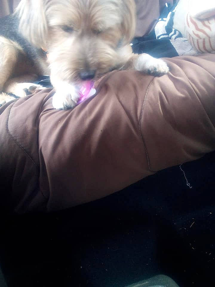 Guizmo a rejoint le concours — aidez-le/la à gagner de superbes lots ! canidae, carnivore, cockapoo, companion_dog, dog, dog_breed, lhasa_apso, maltese, mammal, morkie, norfolk_terrier, puppy, rare_breed_dog, schnoodle, shih_tzu, sporting_group, sporting_lucas_terrier, toy_dog, west_highland_white_terrier, yorkshire_terrier