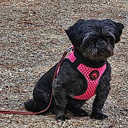 Laly participe au concours pour gagner de l'argent avec cette photo : animal, black_dog, canine, companion, dark_fur, dog, floppy_ears, fur, gravel, ground, leash, long_fur, outdoors, park, pet, pink_harness, portrait, serious_expression, sitting, small_dog