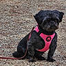 animal, black_dog, canine, companion, dark_fur, dog, floppy_ears, fur, gravel, ground, leash, long_fur, outdoors, park, pet, pink_harness, portrait, serious_expression, sitting, small_dog