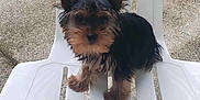 Teddy Perez is registered to the contest to win money with this photo: small_dog, puppy, plastic_chair, outdoor, concrete, ears, fur, pet, animal, sitting, cute, canine, black_fur, brown_fur, young_dog, looking, alone, daylight, close_up, companion