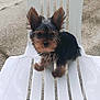 small_dog, puppy, plastic_chair, outdoor, concrete, ears, fur, pet, animal, sitting, cute, canine, black_fur, brown_fur, young_dog, looking, alone, daylight, close_up, companion