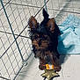 Teddy Perez is registered to the contest to win money with this photo: puppy, dog, toy, star, ears, fur, pen, wire, floor, tile, blue_pad, indoor, pet, animal, small_dog, cute, alert, brown, black, playful
