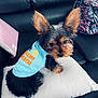 Teddy Perez is registered to the contest to win money with this photo: dog, small_dog, puppy, pet, blue_shirt, text_on_clothing, couch, black_leather, pillow, blanket, indoor, looking_back, ears, fur, cute, animal, home, resting, cozy, curious