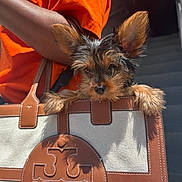 Teddy Perez joined the competition — help win amazing prizes! puppy, dog, bag, handbag, leather, canvas, person, orange_shirt, pet, cute, small_dog, ears, fur, sunlight, shadow, stairs, holding, outdoor, portrait, fashion_accessory