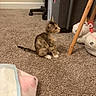Mika joined the competition — help win amazing prizes! kitten, cat, carpet, indoor, plush_slippers, unicorn, floor, furniture, storage_bin, chair, curious, pet, animal, cute, small, brown, white, cozy, home, young