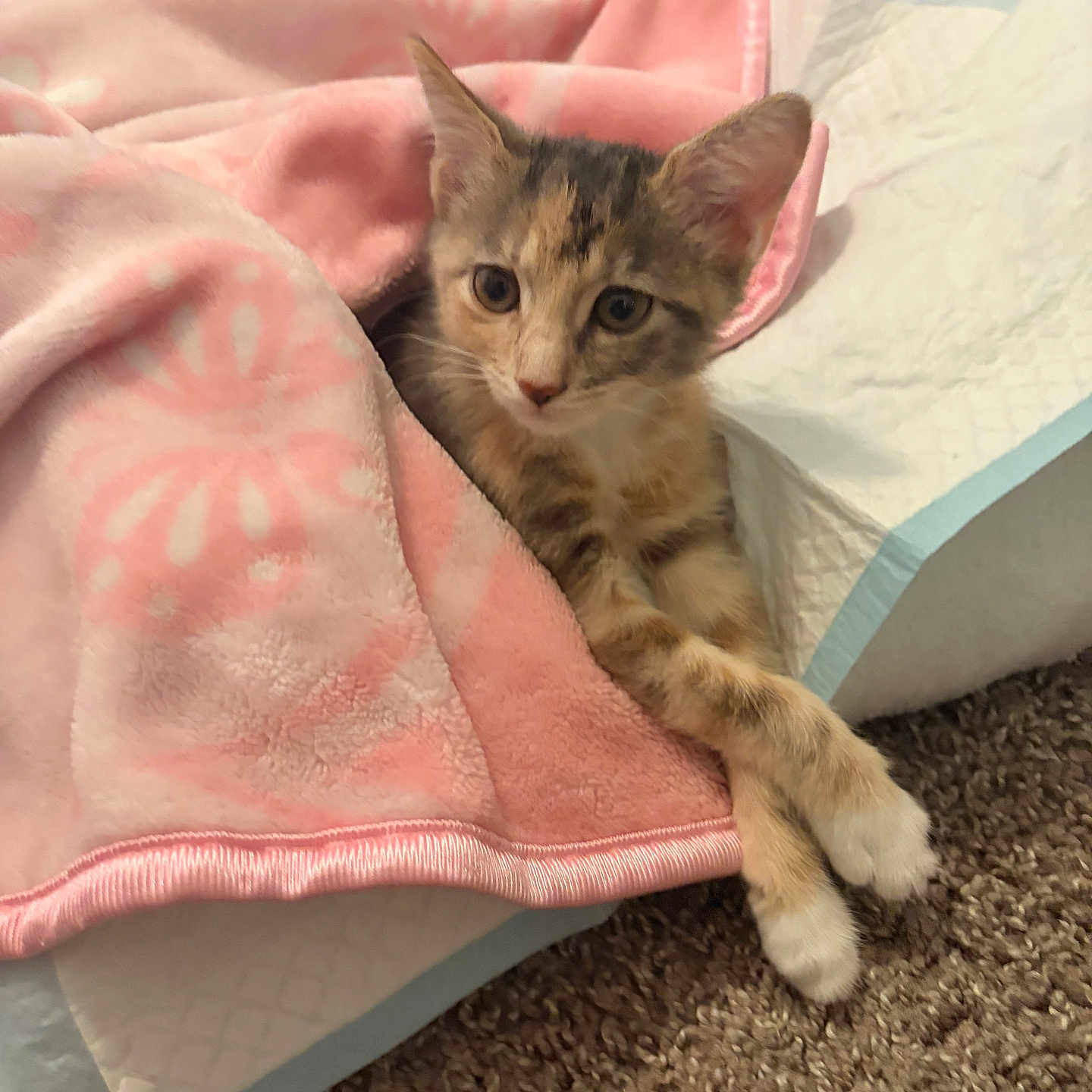 Mika joined the competition — help win amazing prizes! kitten, cat, blanket, pink, pet, animal, fur, paws, carpet, cozy, resting, cute, indoor, soft, domestic, young, crossed_paws, training_pad, comfort, relaxed