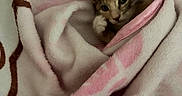 Mika is registered to the contest to win money with this photo: kitten, cat, blanket, pink, cozy, cute, fur, animal, pet, snuggled, soft, resting, indoors, comfort, warm, small, ears, face, whiskers, sleepy