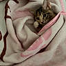 kitten, cat, blanket, pink, cozy, cute, fur, animal, pet, snuggled, soft, resting, indoors, comfort, warm, small, ears, face, whiskers, sleepy