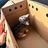 kitten, cat, cardboard_box, car_interior, hand, curious, sunlight, shadow, pet, animal, cute, feline, young, indoor, transport, box, seat, fur, small, looking_up