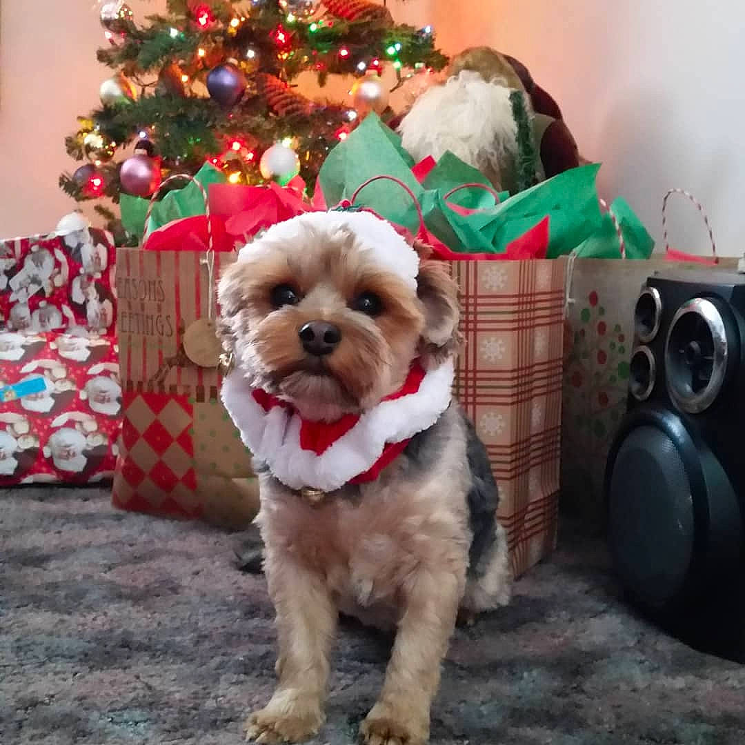 Tia is registered to the contest to win money with this photo: bolonka, canidae, carnivore, cavachon, chinese_imperial_dog, christmas, cockapoo, companion_dog, dog, dog_breed, lhasa_apso, maltepoo, maltese, mammal, morkie, puppy, schnoodle, shih_tzu, snout, vertebrate