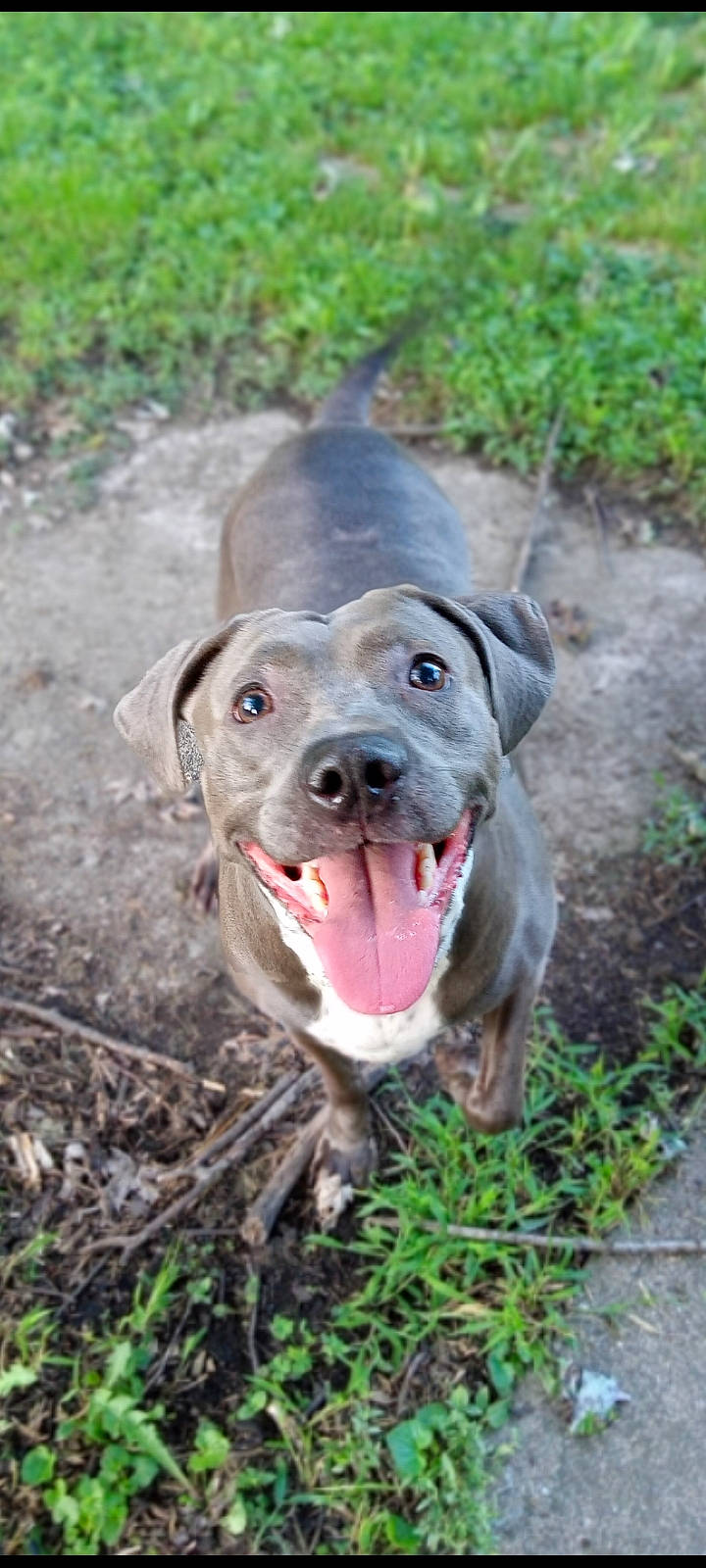 Azula is registered to the contest to win money with this photo: borador, canidae, carnivore, companion_dog, dog, dog_breed, fang, grass, gun_dog, hunting_dog, labrador_retriever, liver, plant, pointing_breed, puppy, retriever, soil, whiskers, working_animal