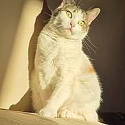 Madara participe au concours pour gagner de l'argent avec cette photo : animal, cat, closeup, cozy, curious, domestic_cat, ears, feline, indoor, paws, pet, portrait, relaxed, shadow, soft_surface, sunlight, tabby_cat, warm_light, whiskers, white_cat