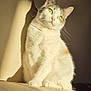 animal, cat, closeup, cozy, curious, domestic_cat, ears, feline, indoor, paws, pet, portrait, relaxed, shadow, soft_surface, sunlight, tabby_cat, warm_light, whiskers, white_cat