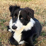 Archy participe au concours pour gagner de l'argent avec cette photo : dog, border_collie, puppy, black_and_white, grass, field, outdoor, animal, pet, fur, ears, eyes, nature, laying_down, cute, young, mammal, canine, adorable, alert