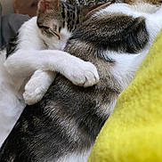 Klaus And Elijah is registered to the contest to win money with this photo: cat, sleeping, hug, snuggle, cozy, fur, pet, animal, domestic, whiskers, paw, closeup, resting, cute, companion, indoor, friendship, soft, two_cats, cuddling
