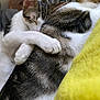 cat, sleeping, hug, snuggle, cozy, fur, pet, animal, domestic, whiskers, paw, closeup, resting, cute, companion, indoor, friendship, soft, two_cats, cuddling