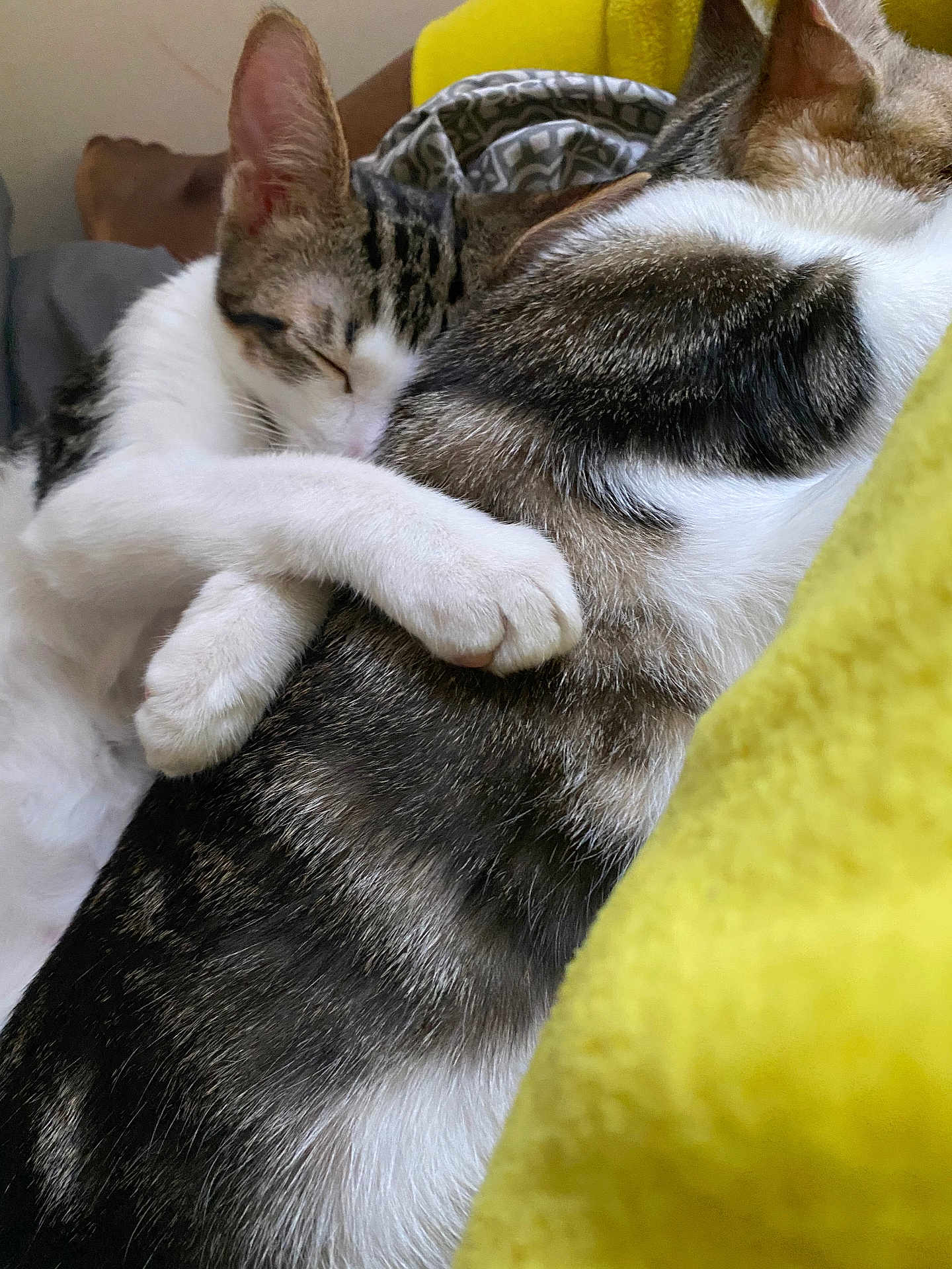 Klaus And Elijah is registered to the contest to win money with this photo: cat, sleeping, hug, snuggle, cozy, fur, pet, animal, domestic, whiskers, paw, closeup, resting, cute, companion, indoor, friendship, soft, two_cats, cuddling
