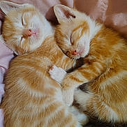 Osiris And Oryx joined the competition — help win amazing prizes! kitten, sleeping, orange_tabby, cat, pets, cute, furry, fur, whiskers, paw, snuggling, resting, adorable, domestic_cat, animal, mammal, young, soft, pink_blanket, closeup
