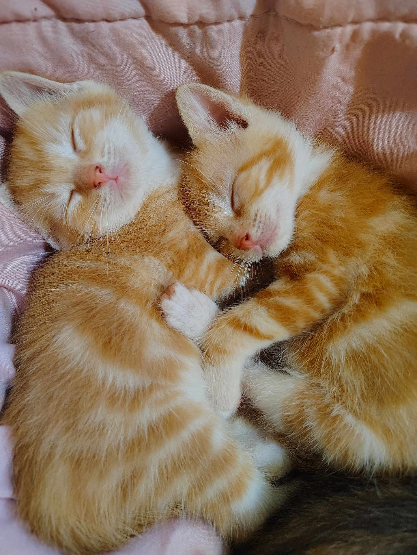 Osiris And Oryx joined the competition — help win amazing prizes! kitten, sleeping, orange_tabby, cat, pets, cute, furry, fur, whiskers, paw, snuggling, resting, adorable, domestic_cat, animal, mammal, young, soft, pink_blanket, closeup