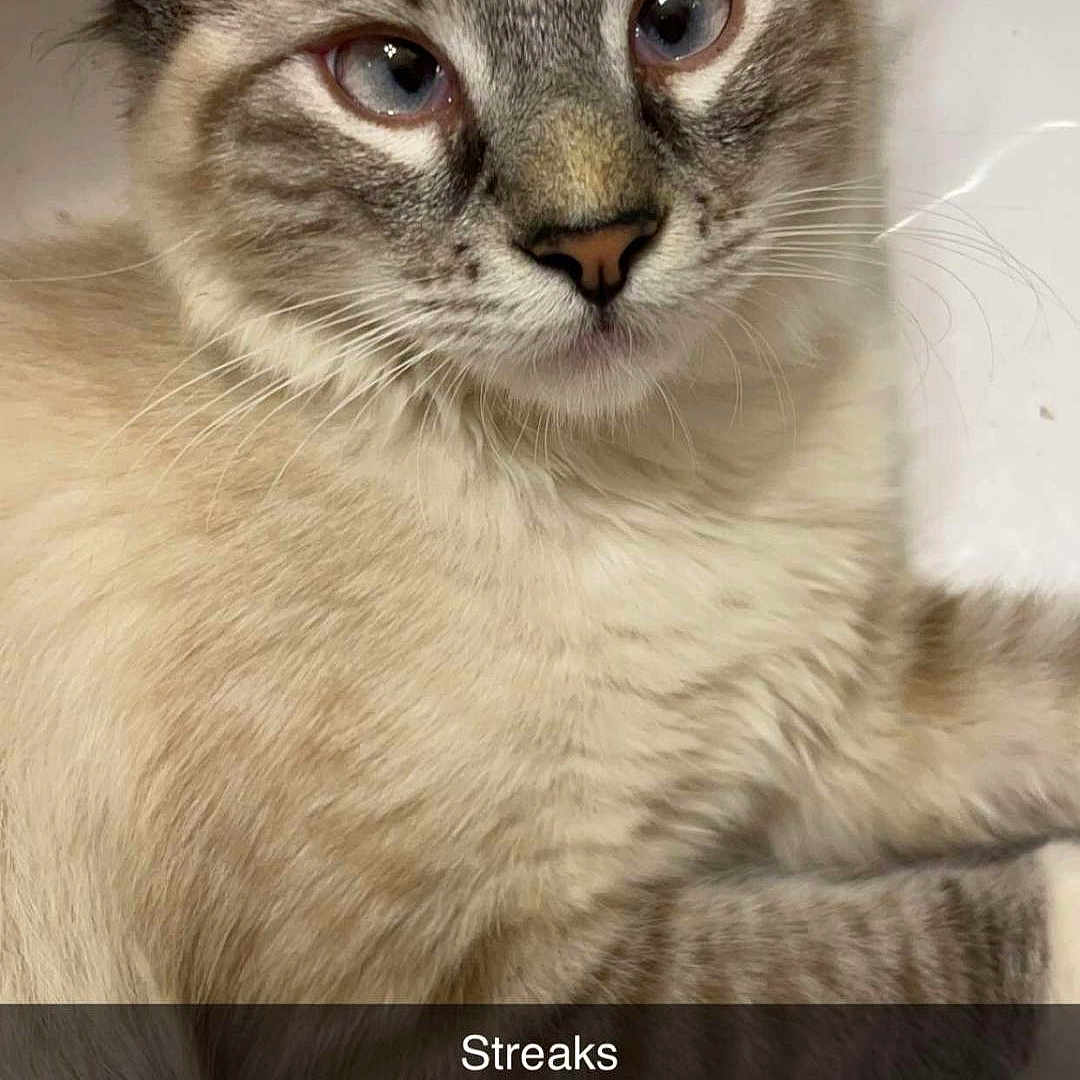 Smokey is registered to the contest to win money with this photo: abyssinian, angora, animal, cat, kitten, manx, pet, siamese