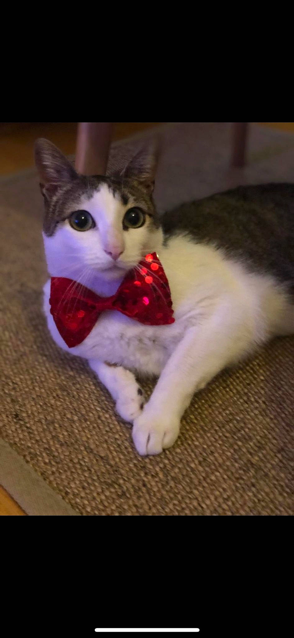 Mew participe au concours pour gagner de l'argent avec cette photo : carmine, carnivore, cat, cat_furniture, cat_supply, claw, domestic_short_haired_cat, eye, fawn, felidae, foot, fur, head, human_body, leg, paw, small_to_medium_sized_cats, snout, tail, whiskers