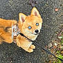 Ashka a rejoint le concours — aidez-le/la à gagner de superbes lots ! animal, blue_eyes, brown_fur, canine, close_up, curious, dog, fall, footwear, harness, leaf, leash, looking_up, nature, outdoor, pavement, pet, puppy, small_dog, walking