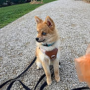 Ashka participe au concours pour gagner de l'argent avec cette photo : animal, attention, bench, blue_eyes, cute, dog, fluffy, focus, grass, gravel_path, harness, leash, nature, outdoor, park, pet, puppy, treat, walking, young_dog