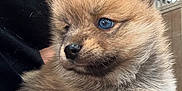 Ashka a rejoint le concours — aidez-le/la à gagner de superbes lots ! puppy, dog, blue_eyes, fluffy, cute, pet, animal, indoor, lap, resting, young, fur, mammal, adorable, snout, ears, paws, human_hand, casual, closeup