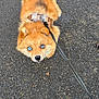 animal, blue_eyes, brown_fur, canine, close_up, collar, curious, cute, daylight, dog, fluffy, fur, leash, looking_up, outdoor, pavement, pet, small_dog, standing, walking