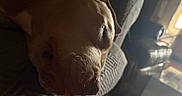 Luna is registered to the contest to win money with this photo: animal, brown_dog, car_interior, close_up, cozy, dog, floppy_ears, fur, indoors, mammal, pet, portrait, resting, seat, shadow, sleeping, snout, sunlight, tongue, upholstery