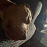 animal, brown_dog, car_interior, close_up, cozy, dog, floppy_ears, fur, indoors, mammal, pet, portrait, resting, seat, shadow, sleeping, snout, sunlight, tongue, upholstery