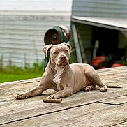 Luna is registered to the contest to win money with this photo: backyard, brown_dog, building, canine, chew_bone, dog, floppy_ears, garden_equipment, lawn, lying_down, muscular, natural_light, outdoor, pet, pit_bull, portrait, serious_expression, short_coat, white_chest, wooden_deck