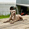 backyard, brown_dog, building, canine, chew_bone, dog, floppy_ears, garden_equipment, lawn, lying_down, muscular, natural_light, outdoor, pet, pit_bull, portrait, serious_expression, short_coat, white_chest, wooden_deck